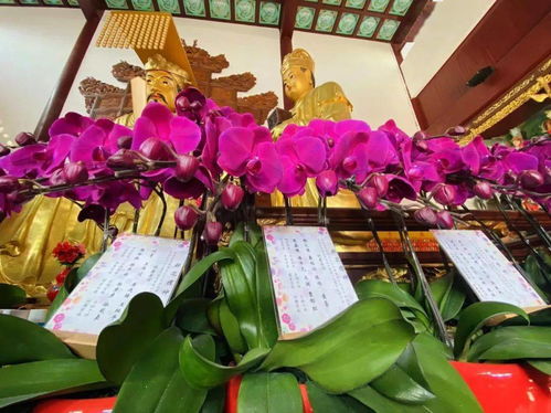鮮花禮神 上海白云觀主殿神前鮮花接受供養(yǎng)